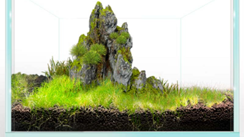 Water Quality Management in Your Aquarium: The Key to Healthy Fish