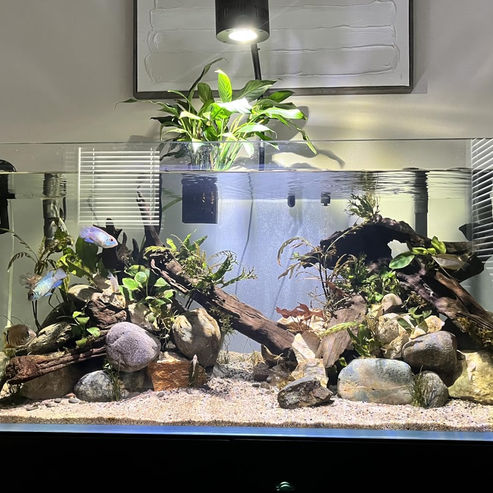 Shallow Tank Rounded Shallow Series Rimless Aquariums – Fzone Studio